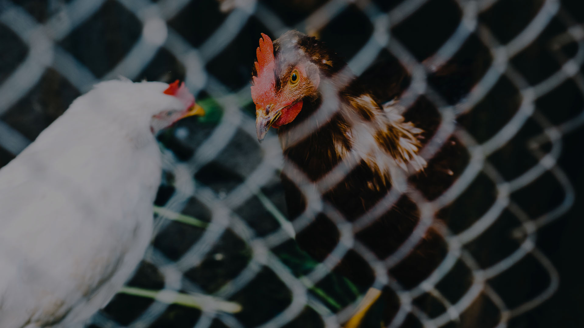 Francia ya no permite nuevas instalaciones de gallinas enjauladas