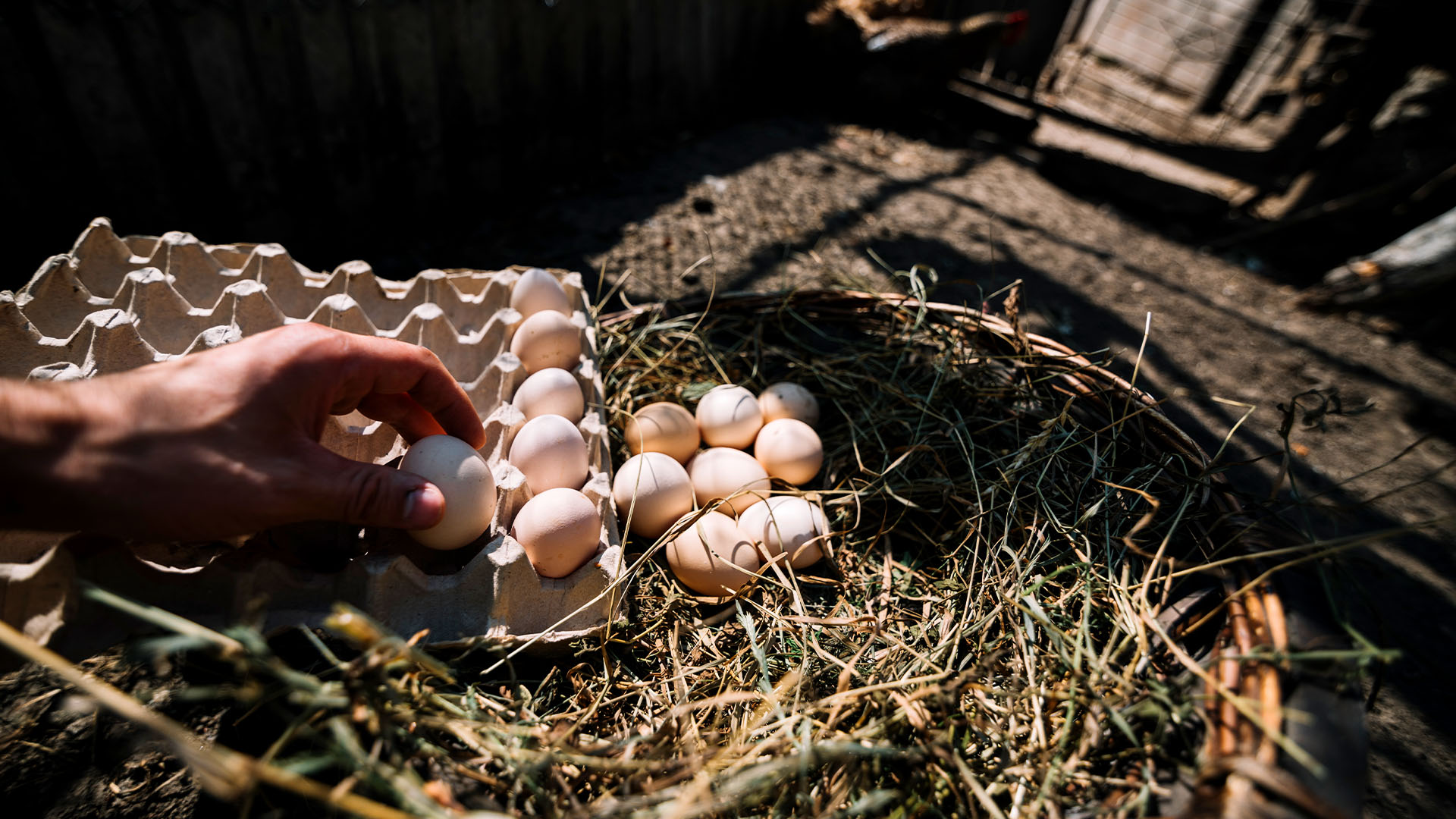 El sector del huevo se queda fuera de las ayudas a sectores agrarios por la guerra de Ucrania