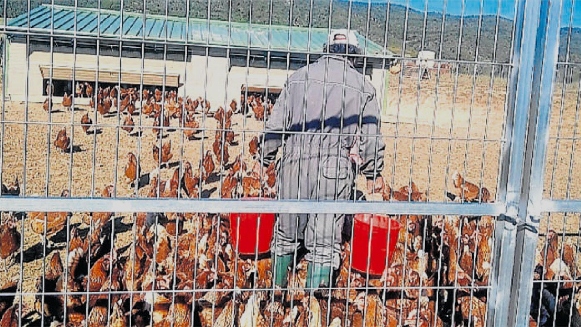 Carlos Arto atiende a las más de 300 gallinas en la finca de Santa Engracia de Jaca (Huesca
