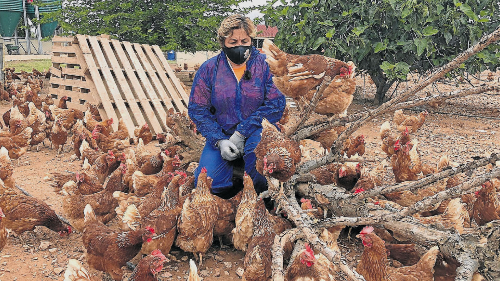 Reinventarse y plantar cara a la crisis con gallinas en libertad