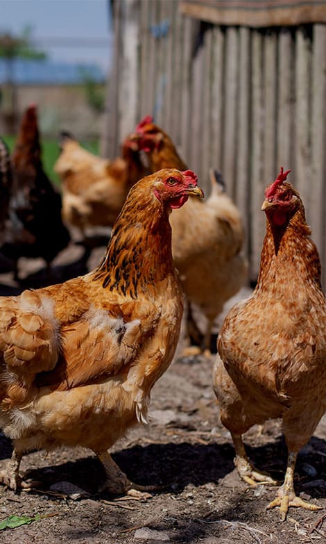 Proyectos ganaderos para granjas de gallinas ponedoras, pollos ecologicos y aves de corral.